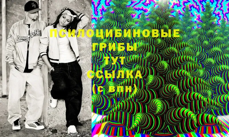 Псилоцибиновые грибы Cubensis  Нестеров 